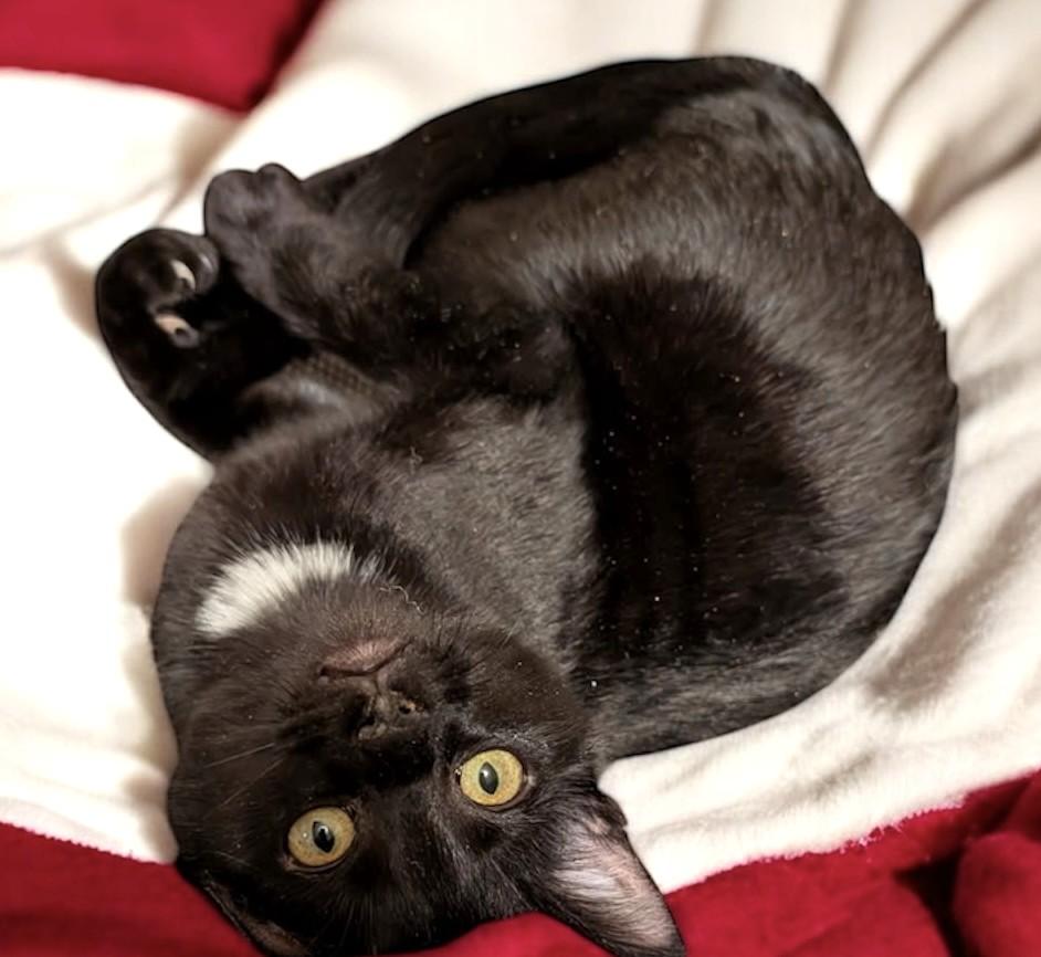 Enlarge Bentley, Mr. Personality!, an adopted Domestic Short Hair in Newport, WA image 2/6