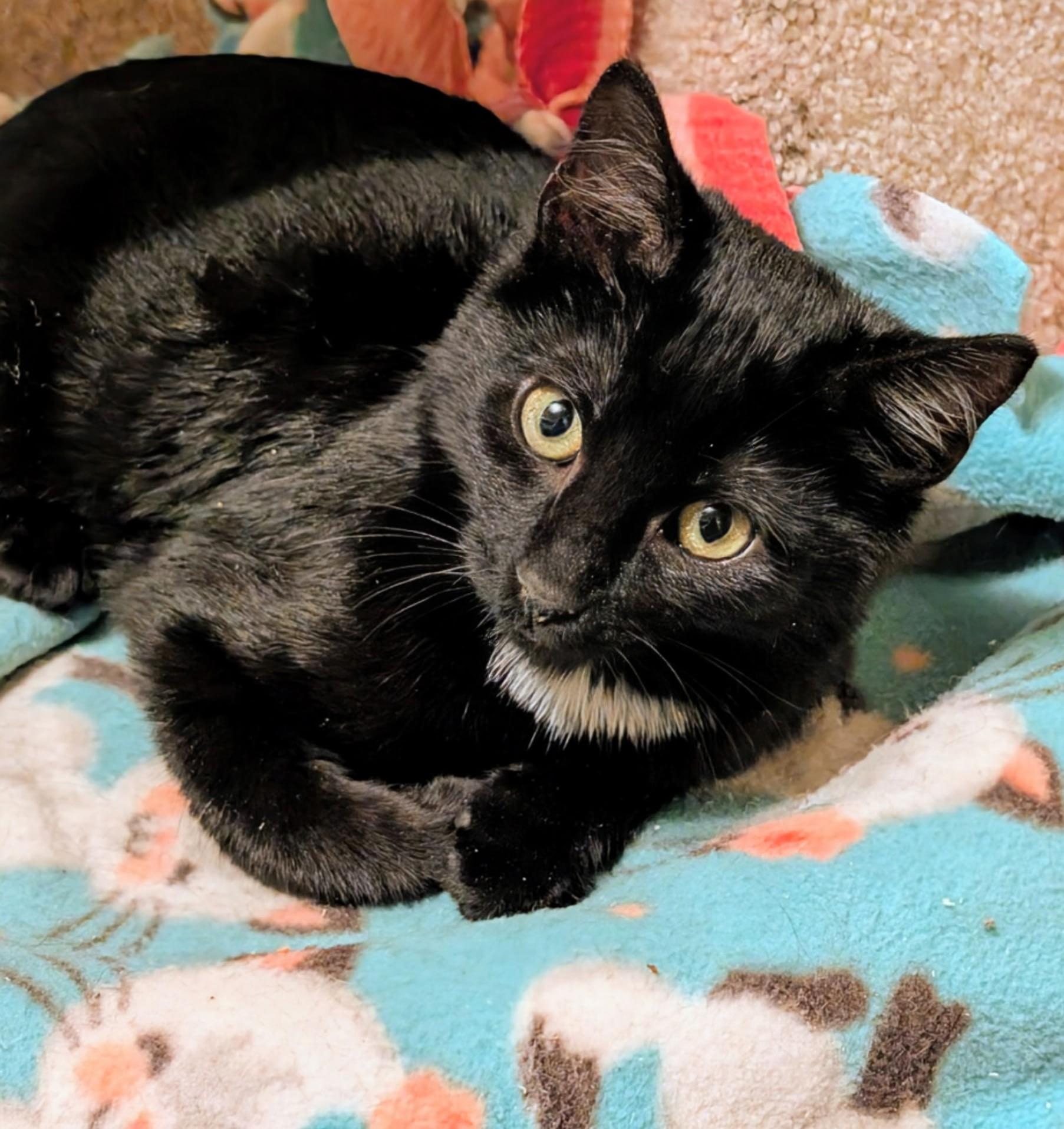 Enlarge Bentley, Mr. Personality!, an adopted Domestic Short Hair in Newport, WA image 5/6