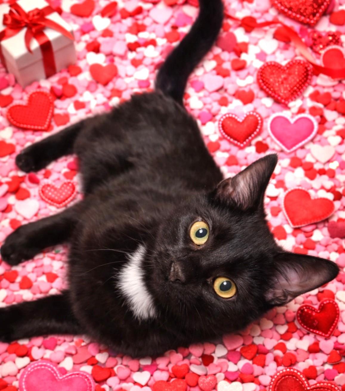 Enlarge Bentley, Mr. Personality!, an adopted Domestic Short Hair in Newport, WA image 1/6