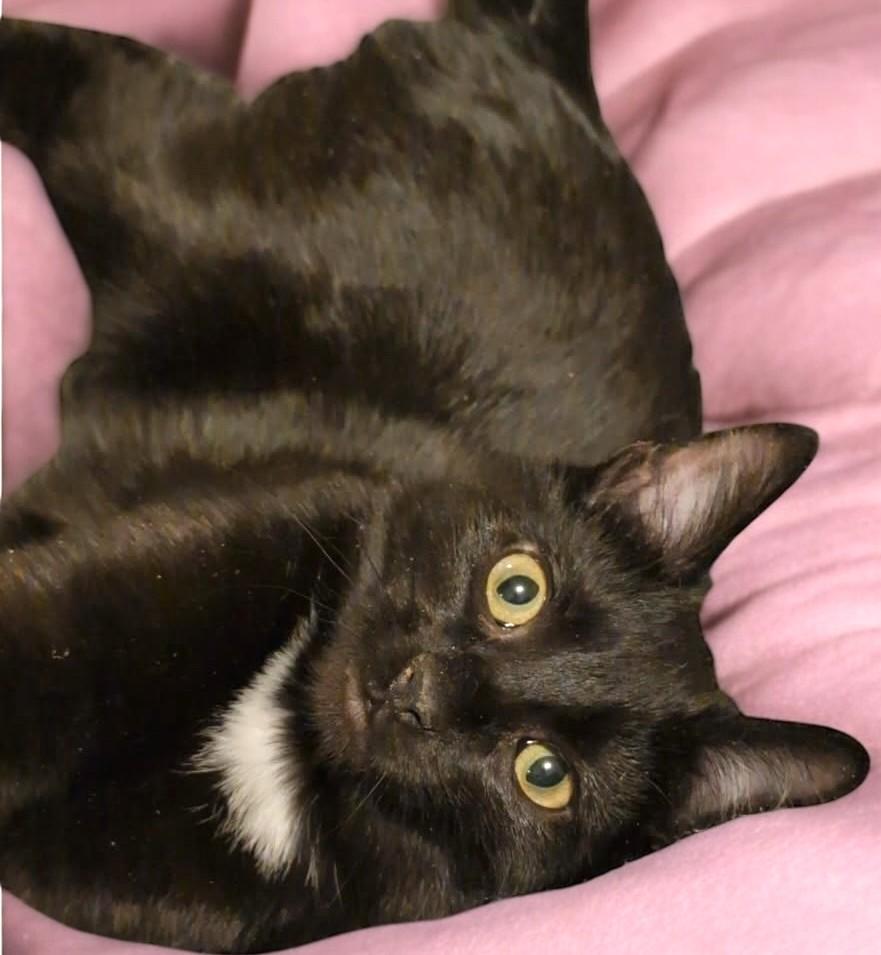 Enlarge Bentley, Mr. Personality!, an adopted Domestic Short Hair in Newport, WA image 4/6