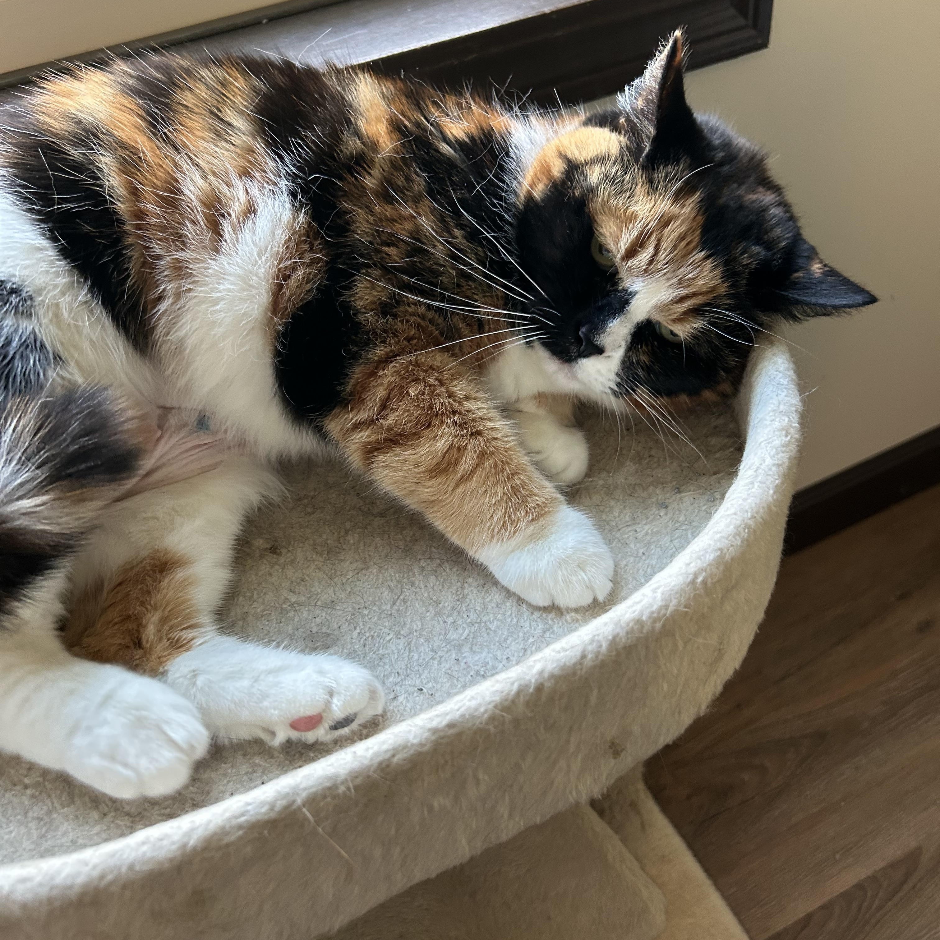 Carly, a ADOPTABLE Calico in Maineville, OH image 3/4