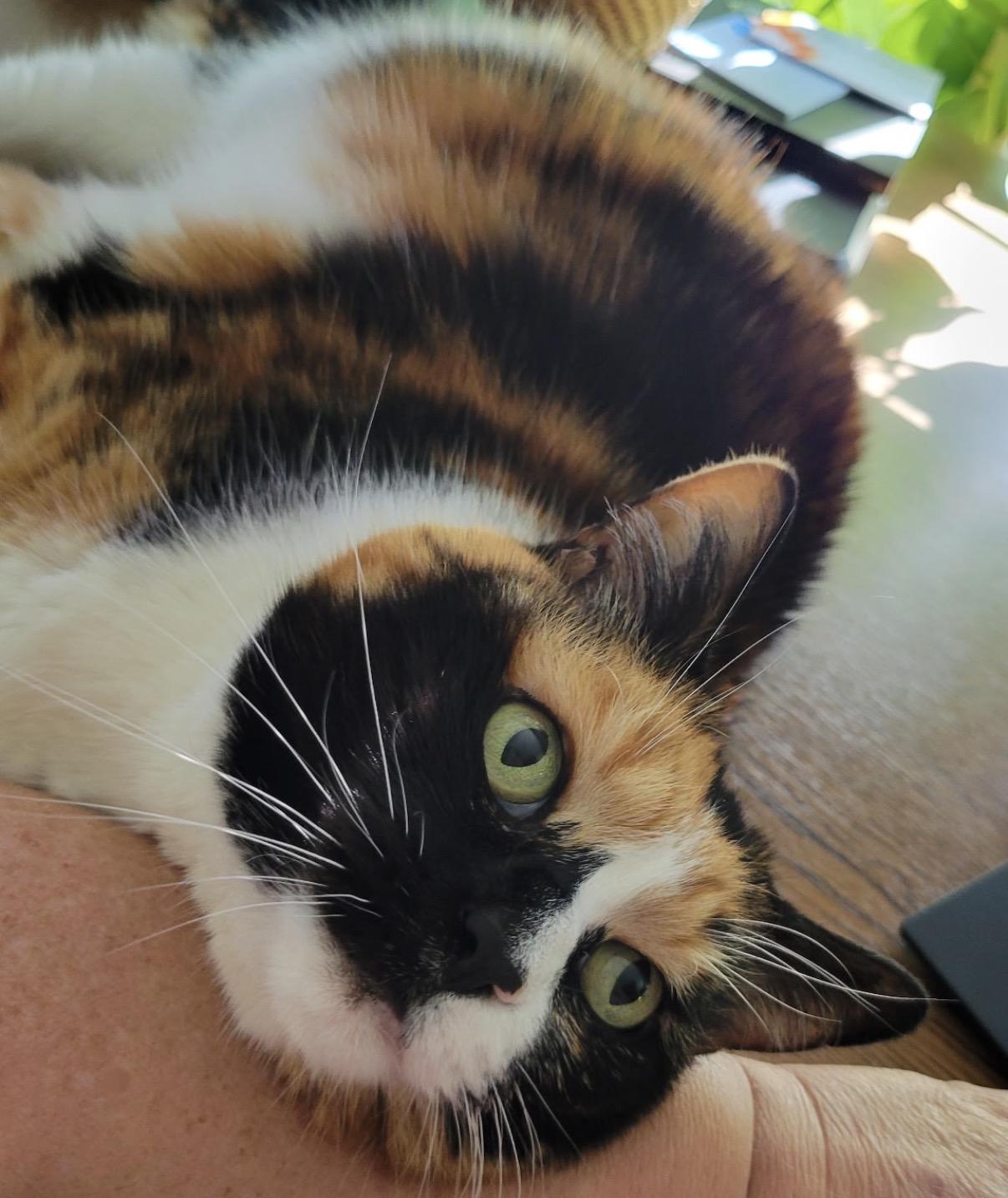 Carly, ADOPTABLE, Adult Female Calico.