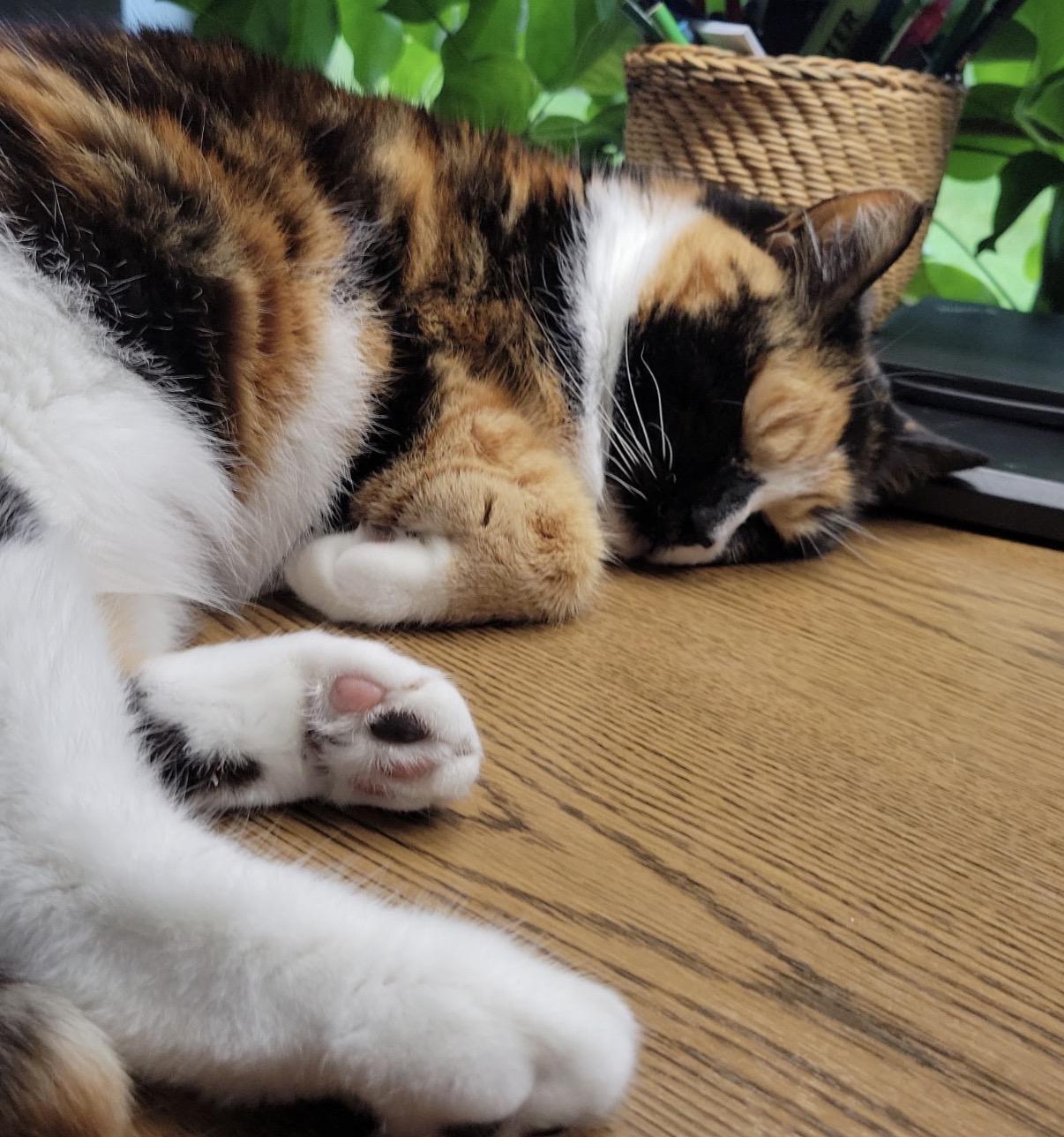 Carly, a ADOPTABLE Calico in Maineville, OH image 4/6