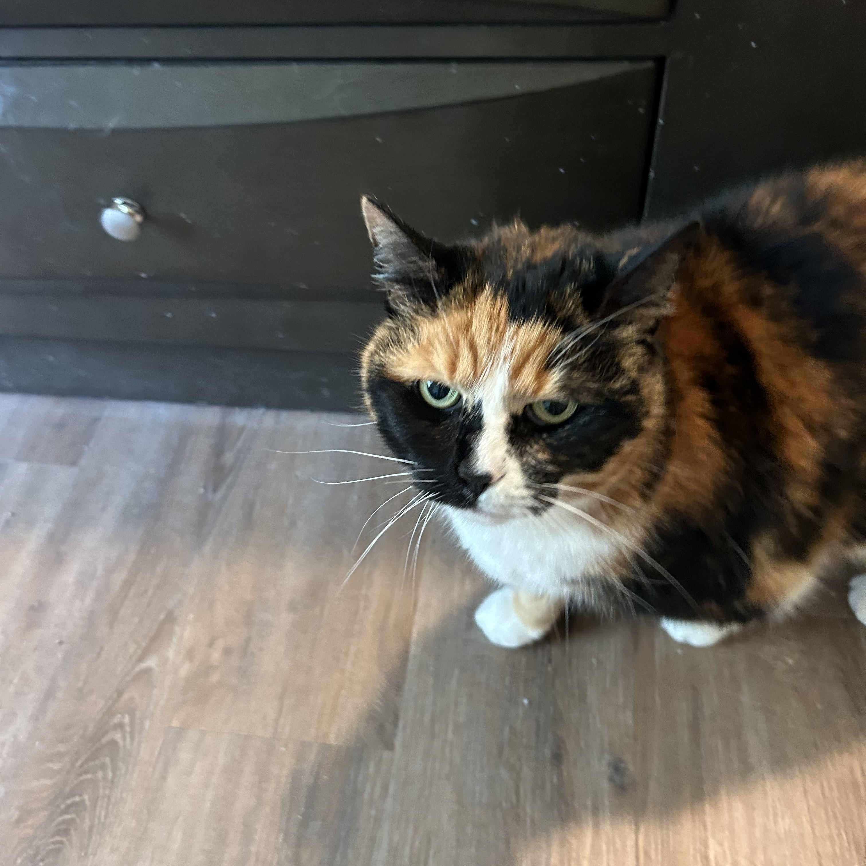 Carly, ADOPTABLE, Adult Female Calico.