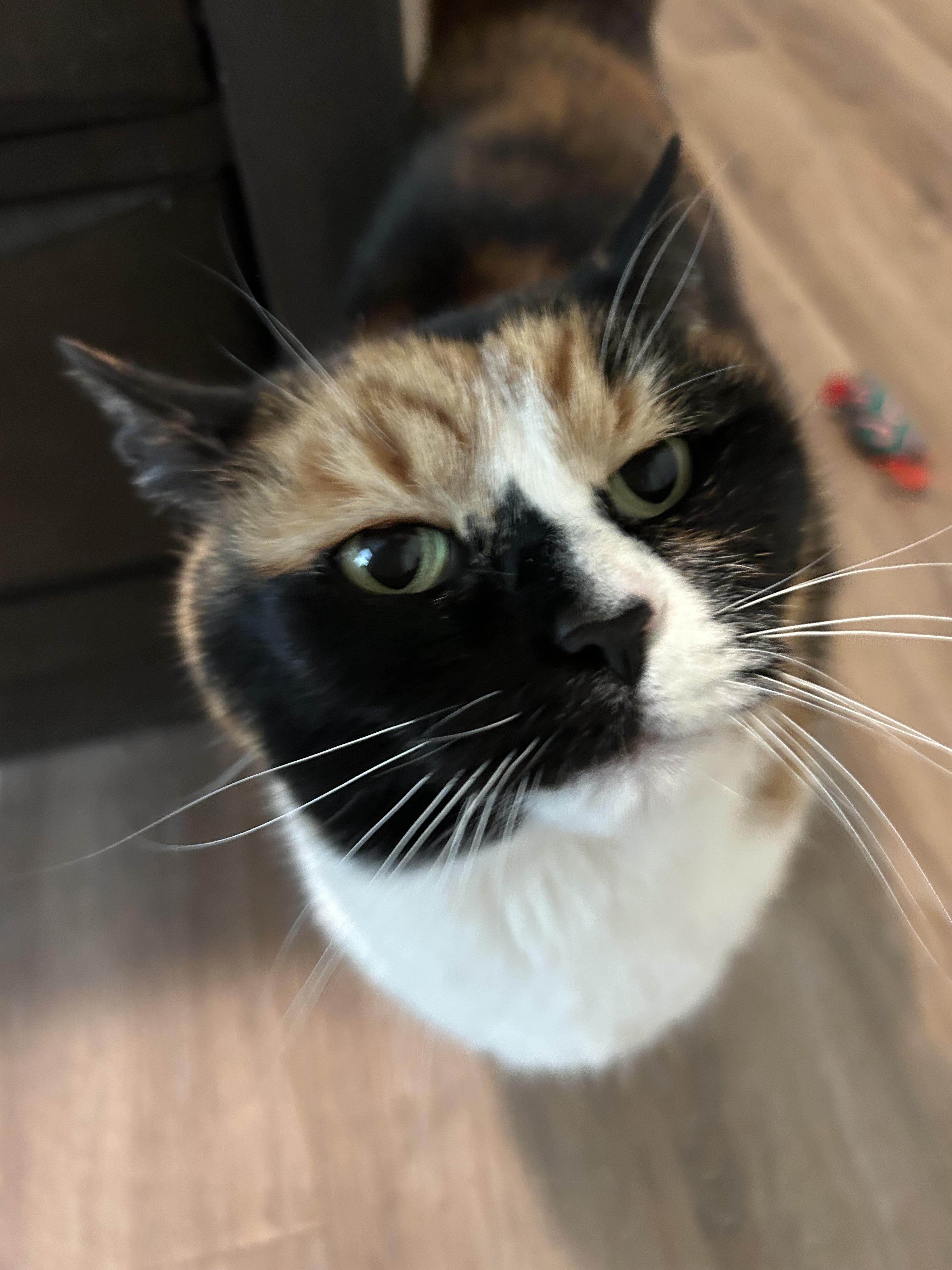 Carly, a ADOPTABLE Calico in Maineville, OH image 2/4