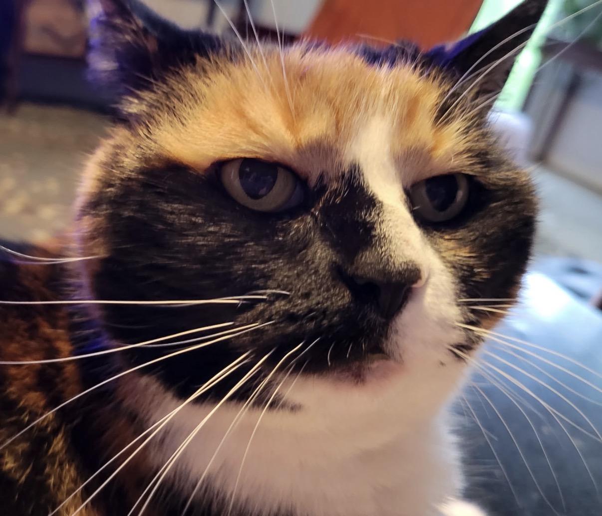Carly, a ADOPTABLE Calico in Maineville, OH image 6/6