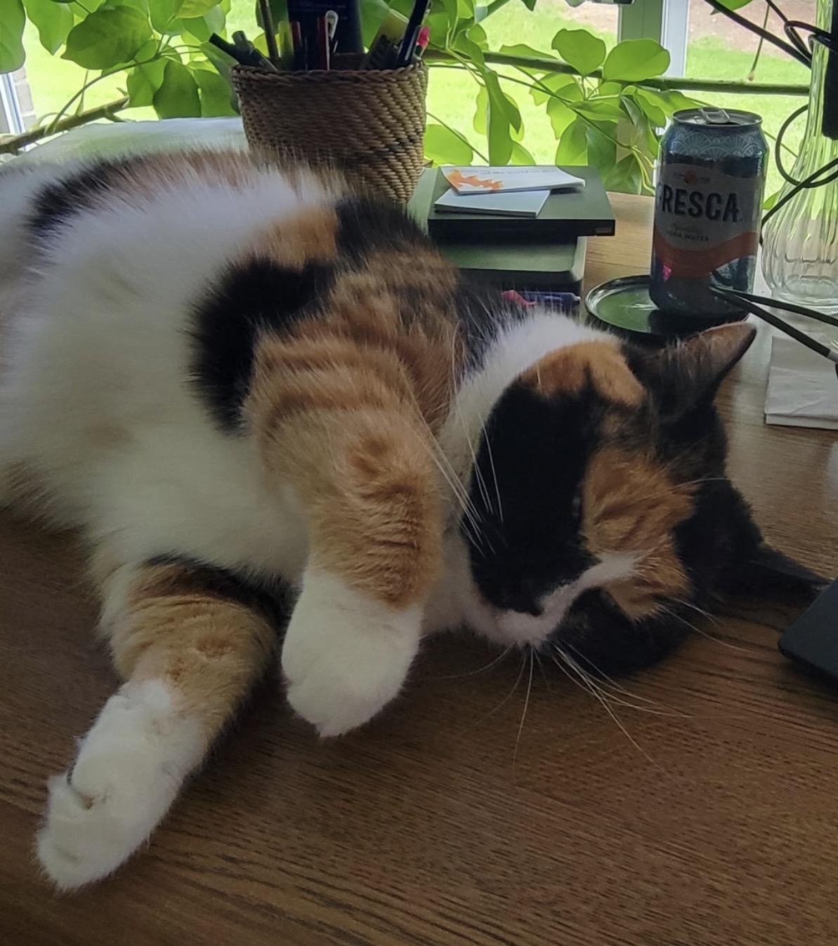 Carly, a ADOPTABLE Calico in Maineville, OH image 5/6