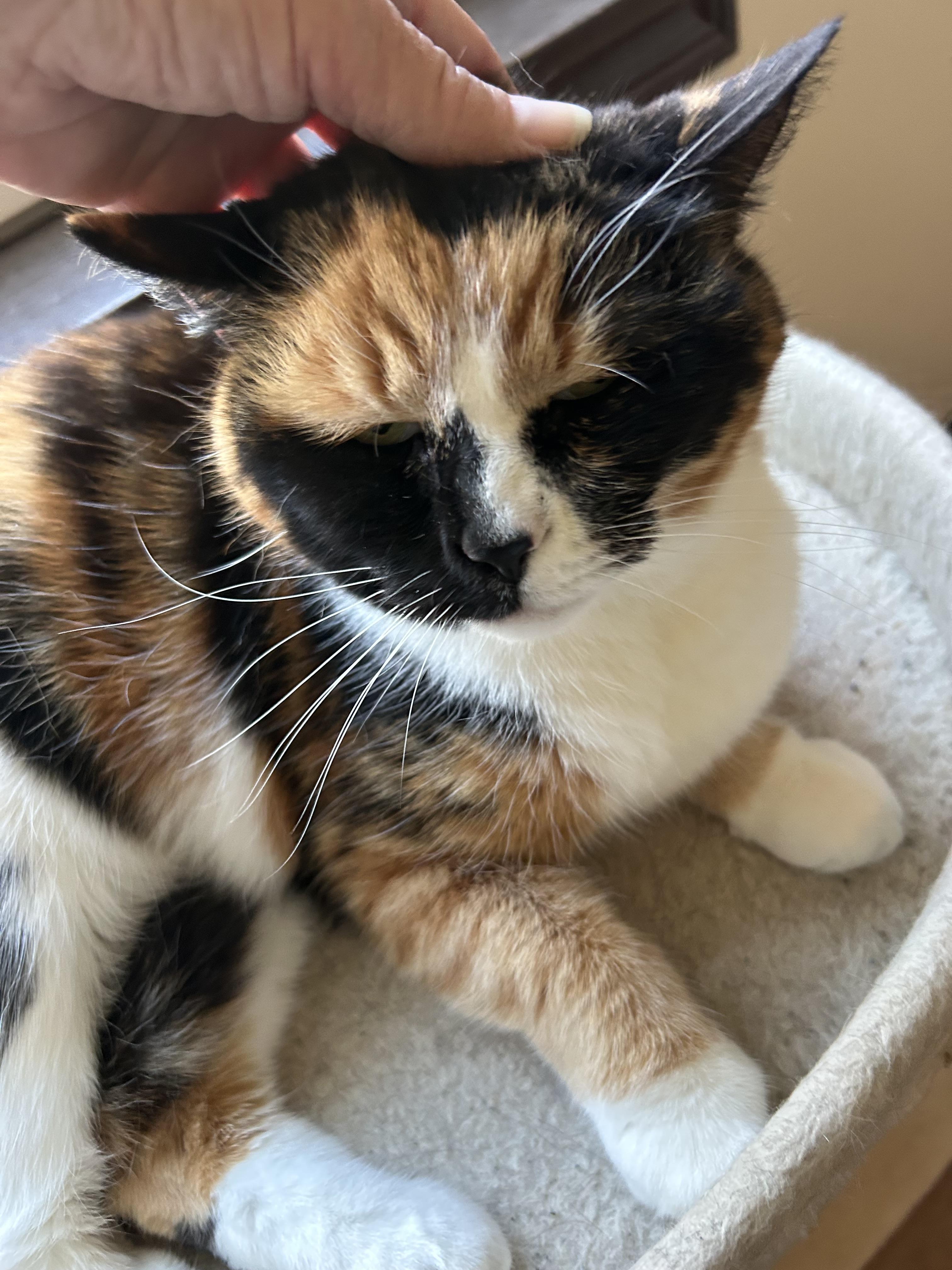 Carly, a ADOPTABLE Calico in Maineville, OH image 4/4