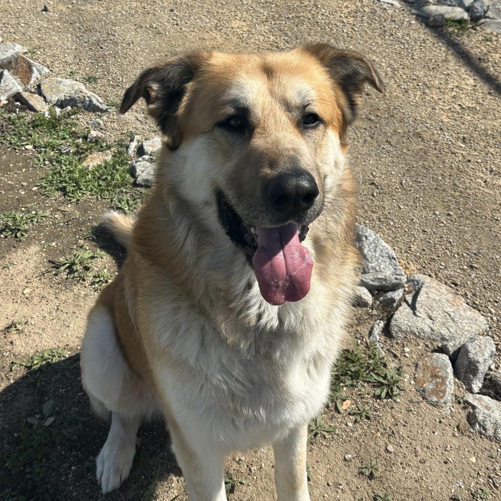 Kovu, Adoptable, Adult Male Great Pyrenees & German Shepherd Dog.