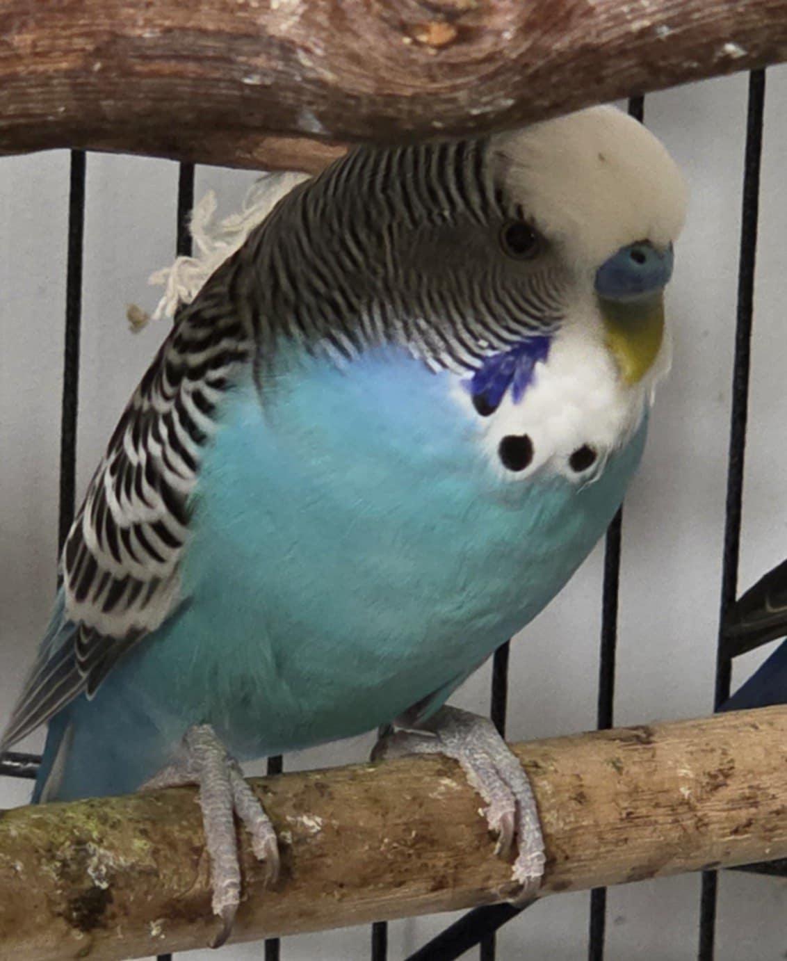 Buddy, Adult Male unknown