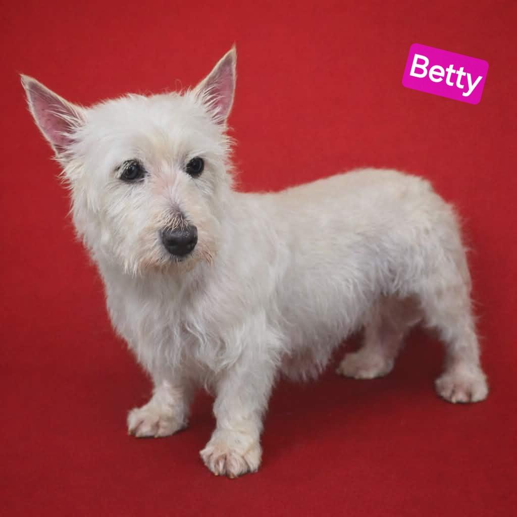 Enlarge Betty, an adopted West Highland White Terrier / Westie in Wheelersburg, OH image 1/1