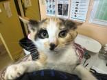 Riviera, Young Female Domestic Short Hair