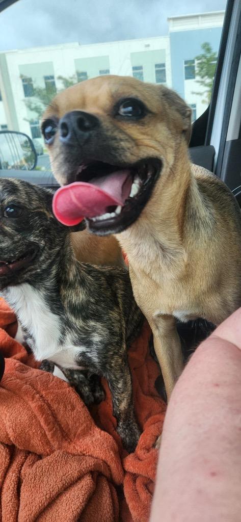 Enlarge Bulla/Bulleta, a Adoptable mixed breed in Tampa, FL image 2/2