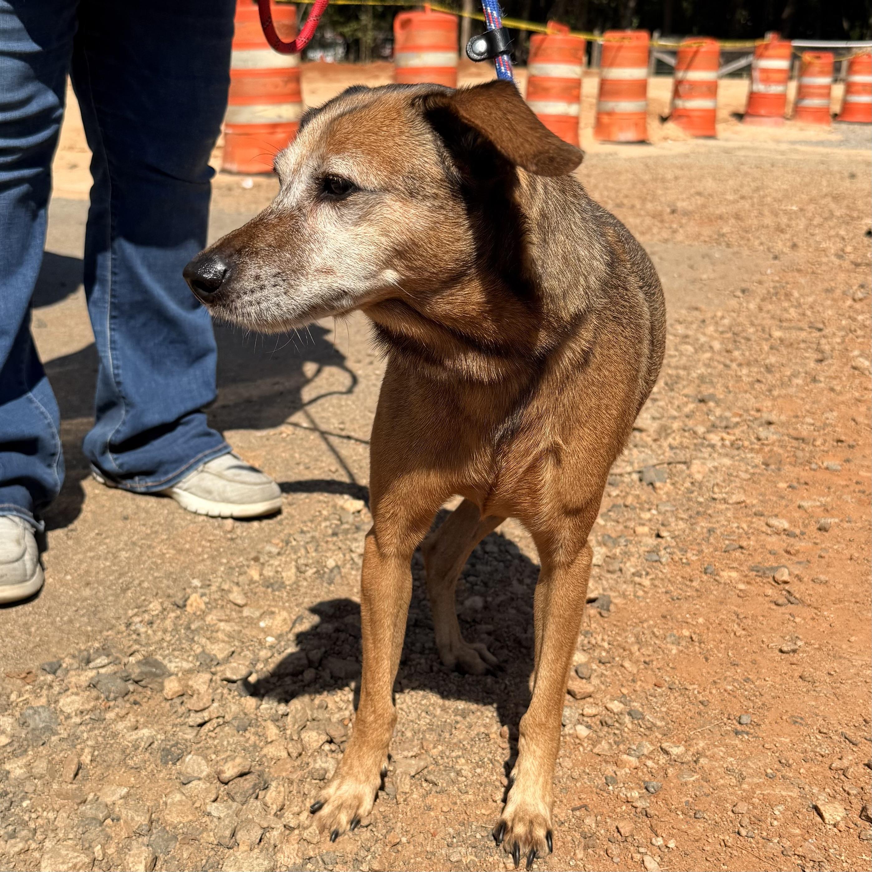 Enlarge JB, a Adoptable Mixed Breed in Northwood, NH image 2/5