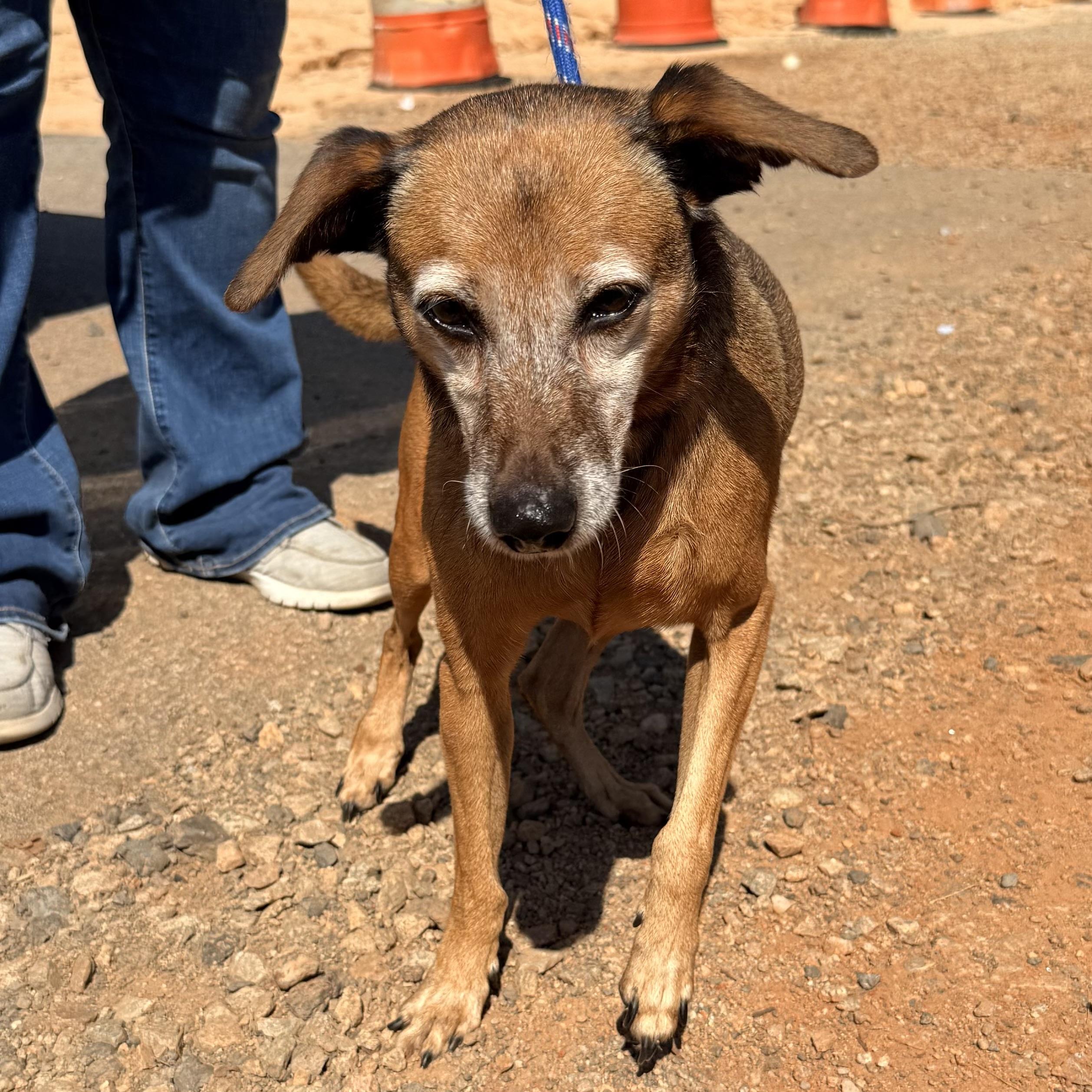 Enlarge JB, a Adoptable Mixed Breed in Northwood, NH image 4/5