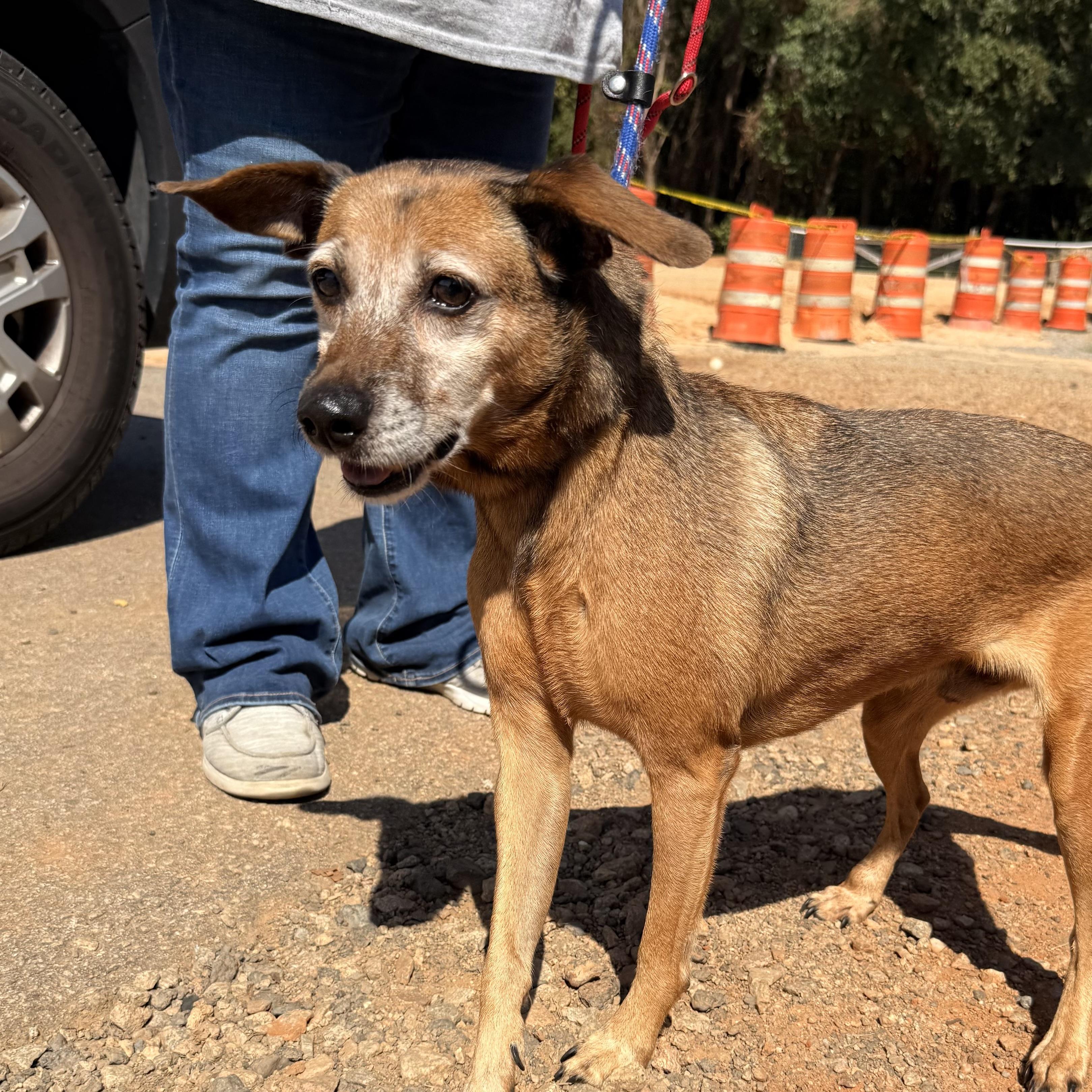 Enlarge JB, a Adoptable Mixed Breed in Northwood, NH image 5/5