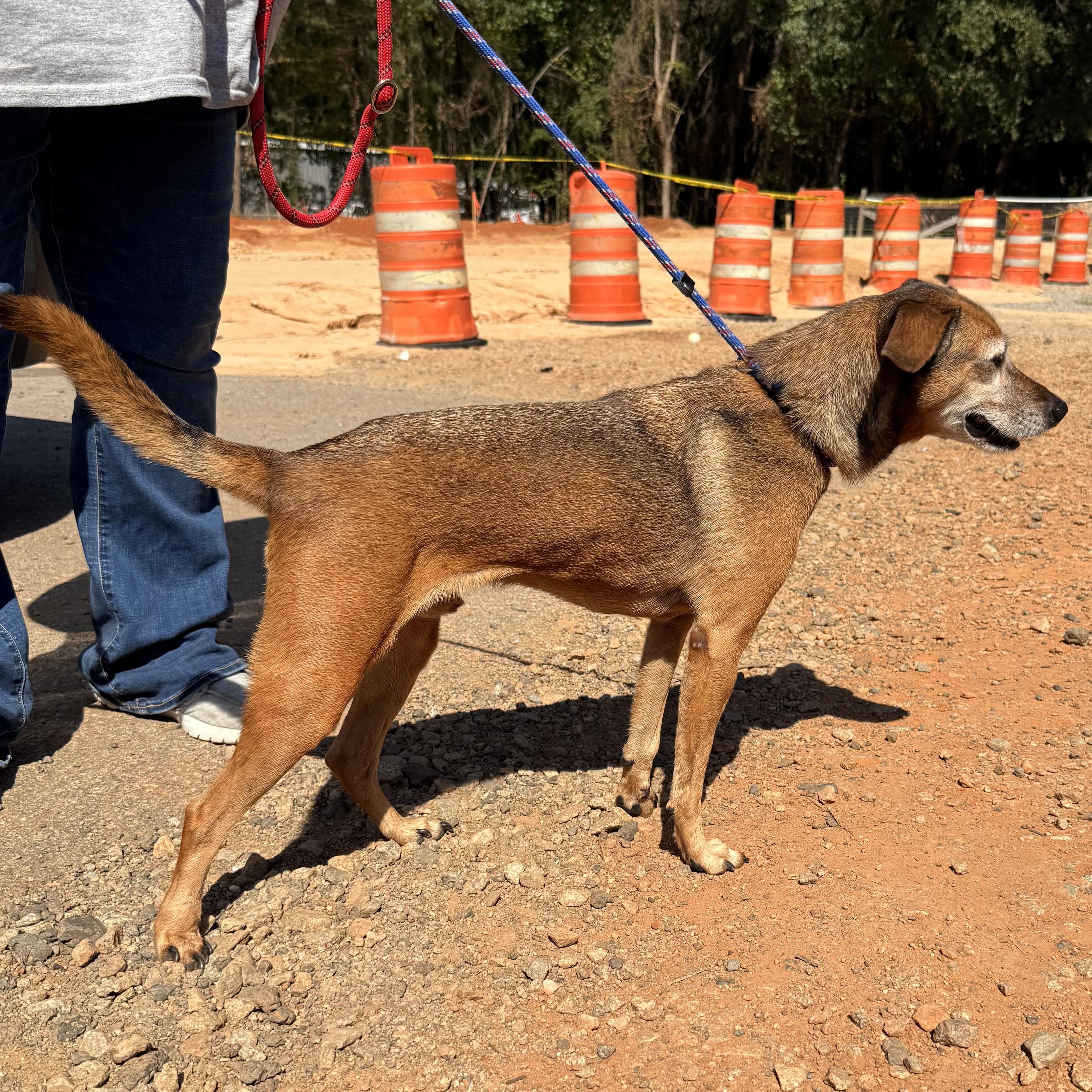 Enlarge JB, a Adoptable Mixed Breed in Northwood, NH image 3/5