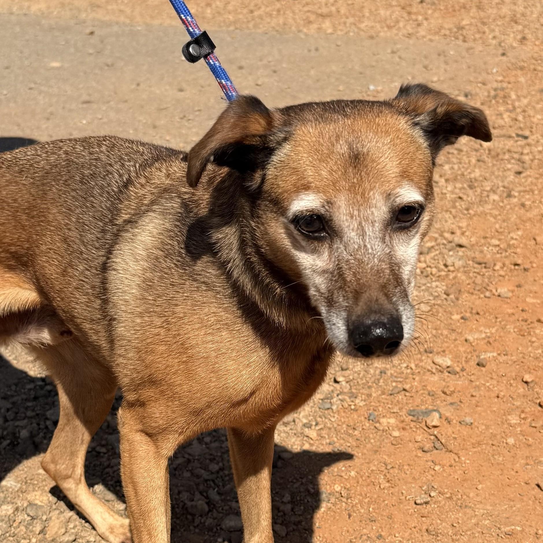 Enlarge JB, a Adoptable Mixed Breed in Northwood, NH image 1/5