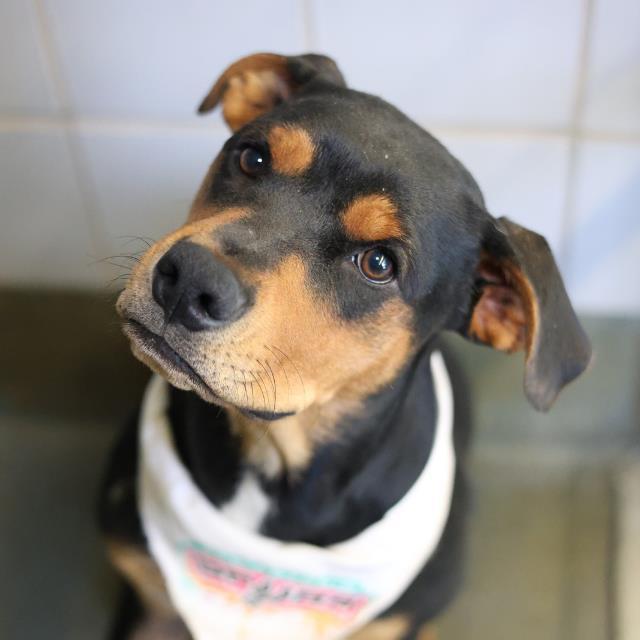 SHERMY, Adoptable, Young Male Doberman Pinscher.