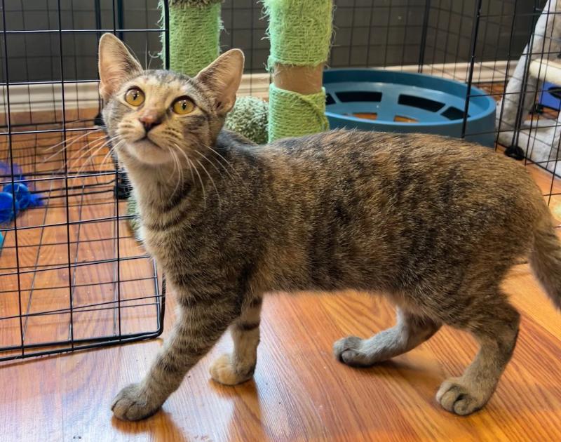 Cat for adoption Francesca Bridgerton, a Tabby & Domestic Short Hair