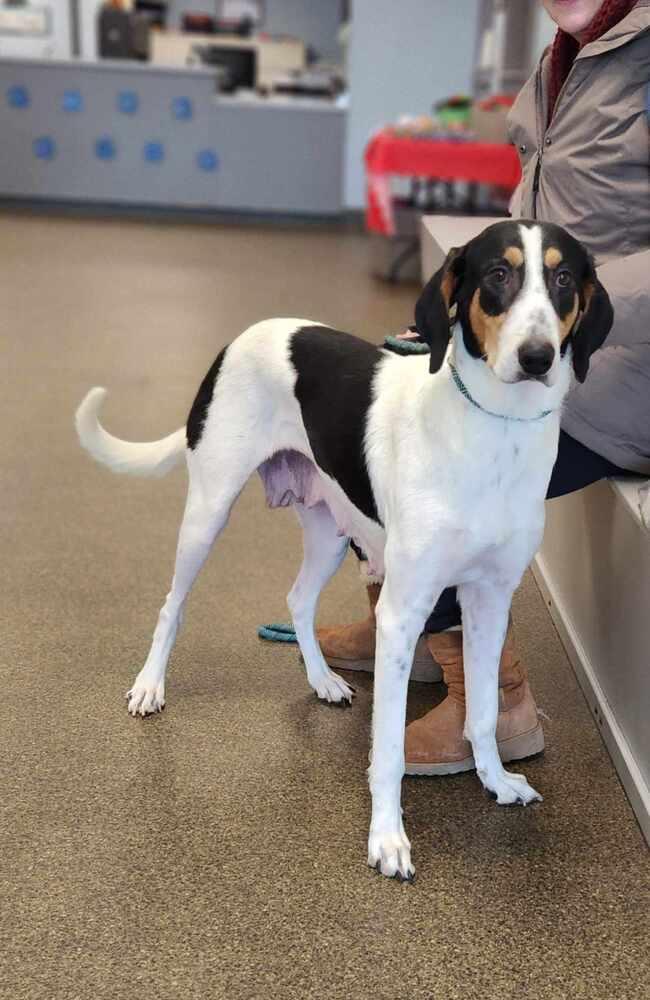 Tiffany, Adoptable, Adult Female Coonhound & Collie.