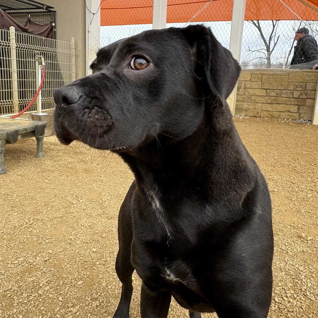 Dina, Adoptable, Adult Female Mixed Breed.