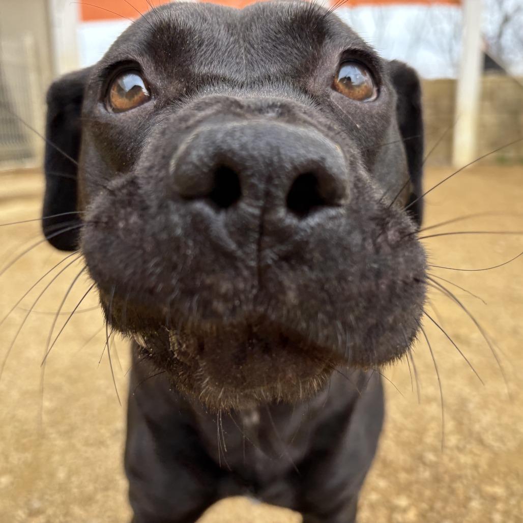 Enlarge Dina, a Adoptable Mixed Breed in Bentonville, AR image 2/3
