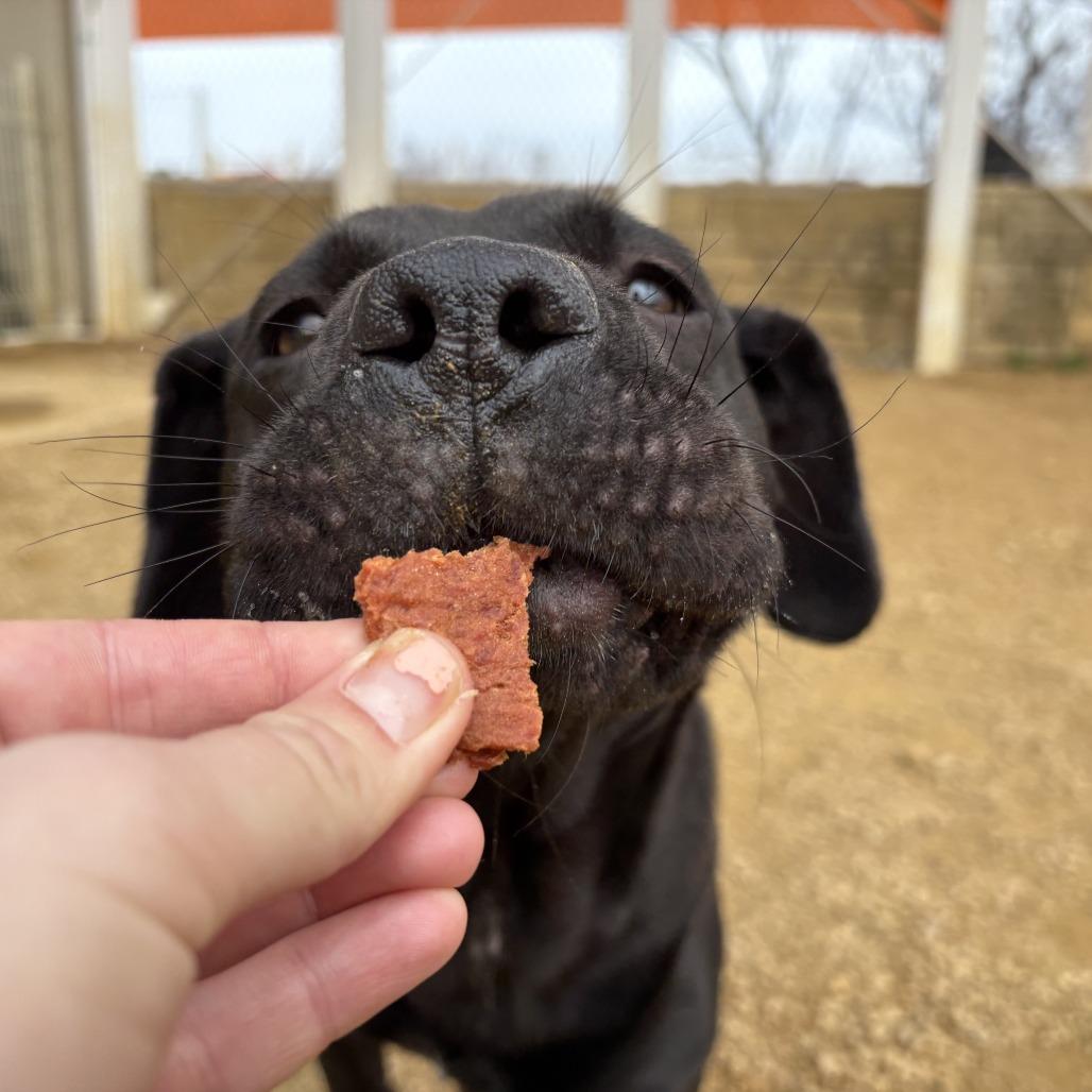 Enlarge Dina, a Adoptable Mixed Breed in Bentonville, AR image 3/3
