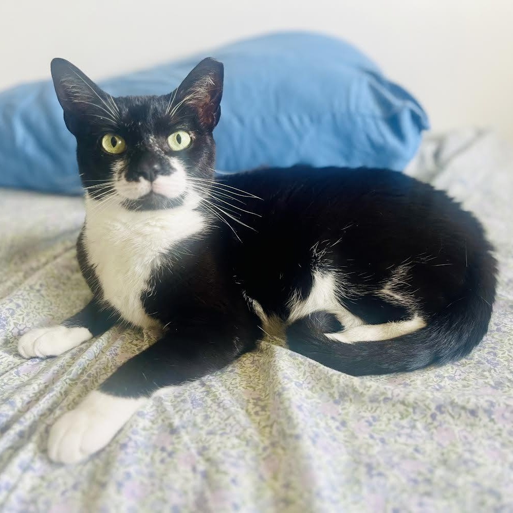 Enlarge Mustache, a Adoptable Tuxedo in Salem, NH image 5/6