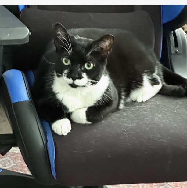 Enlarge Mustache, a Adoptable Tuxedo in Salem, NH image 3/6