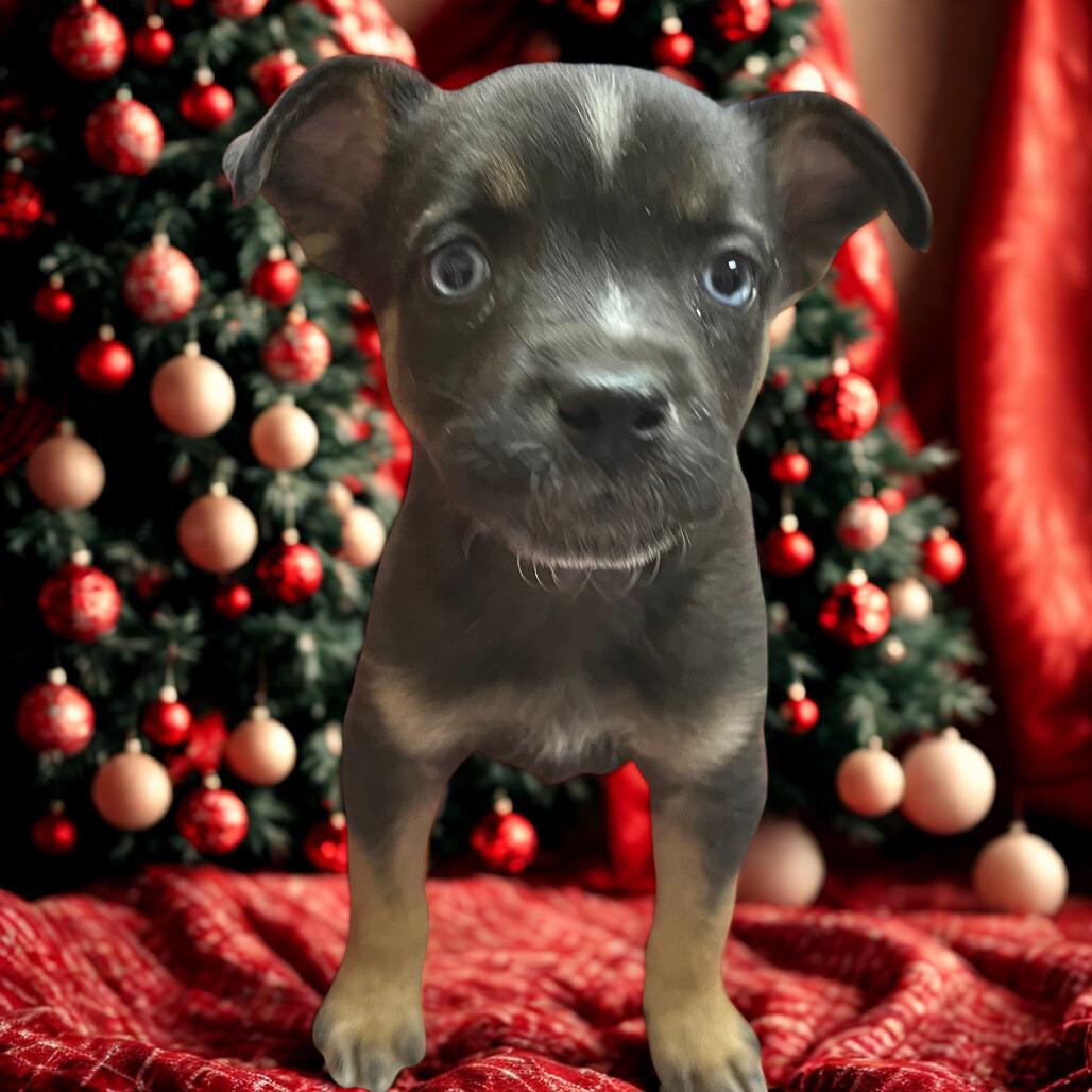 Marini, a Adoptable mixed breed in Las Vegas, NV image 1/5