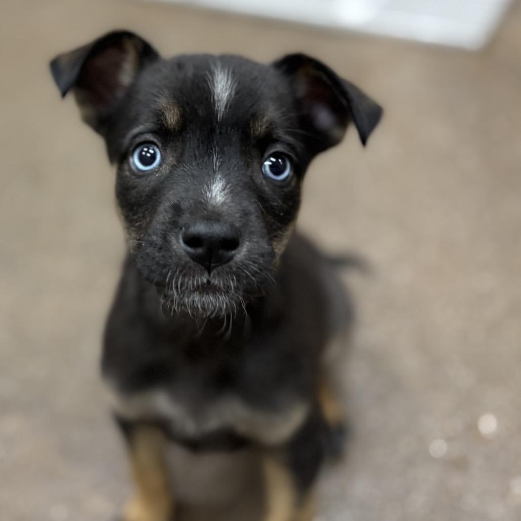 Marini, a Adoptable mixed breed in Las Vegas, NV image 2/5
