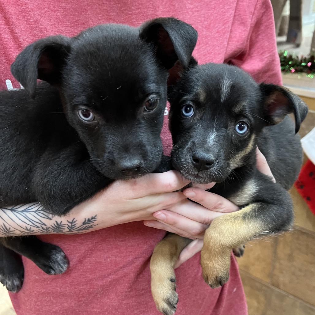 Marini, a Adoptable mixed breed in Las Vegas, NV image 3/5