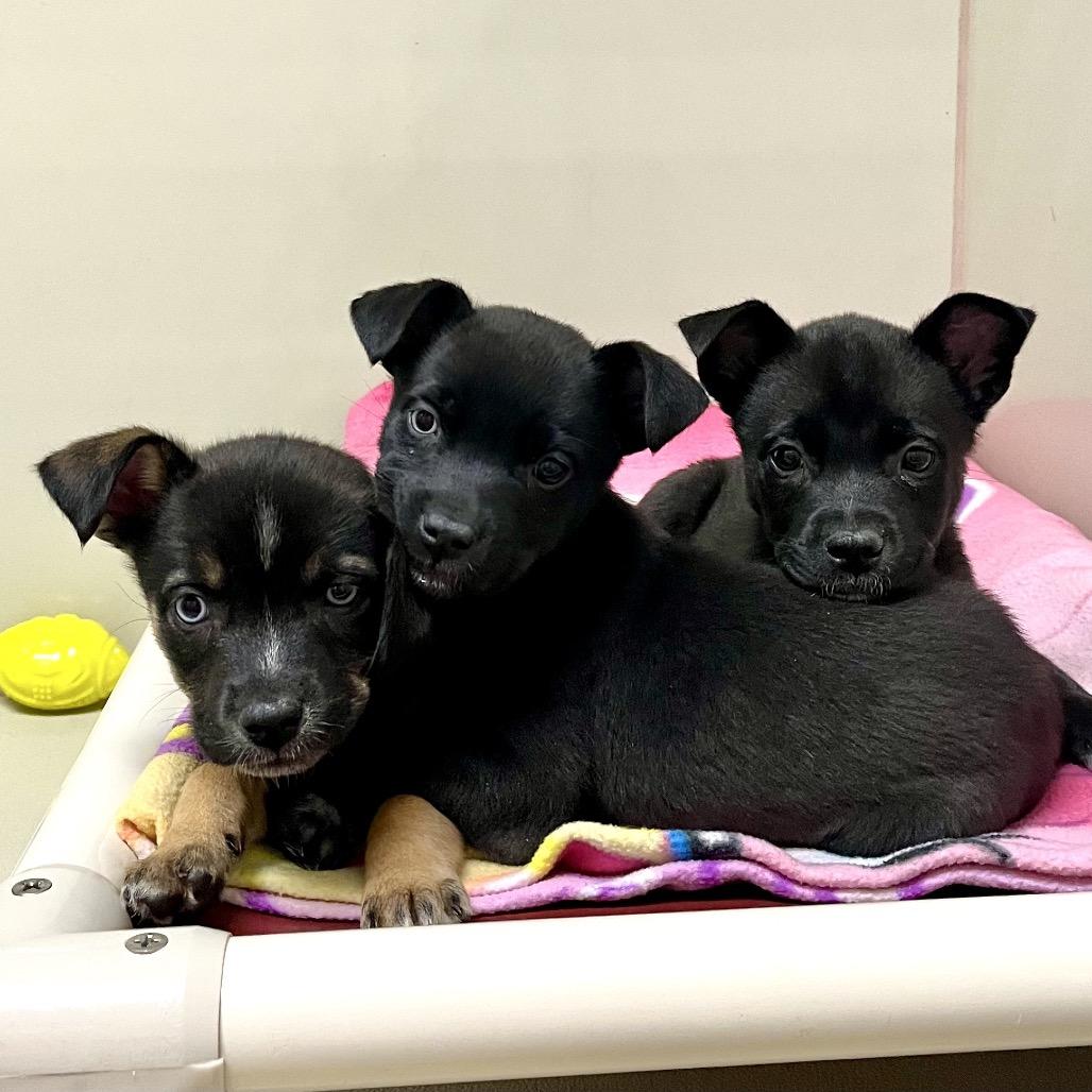 Marini, Adoptable, Puppy Female German Shepherd Dog & Mixed Breed.