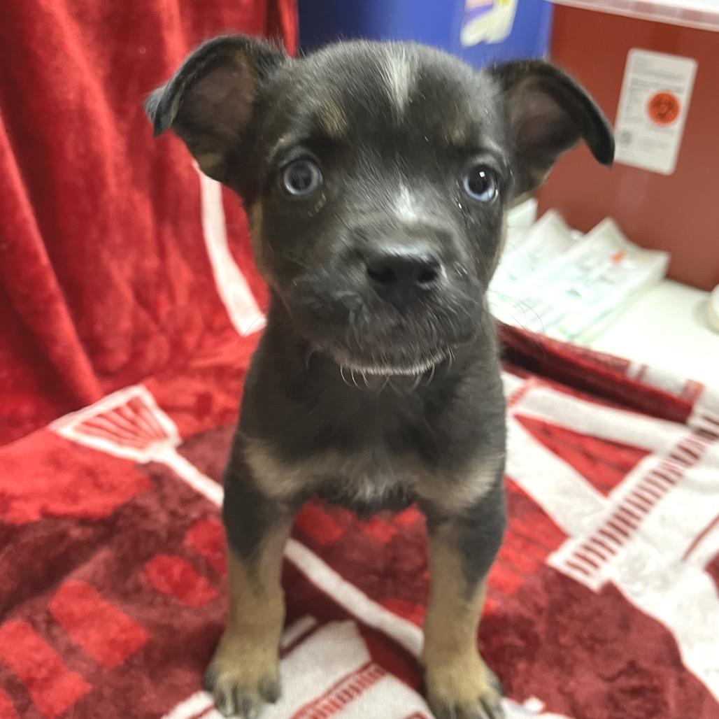 Marini, a Adoptable mixed breed in Las Vegas, NV image 5/5