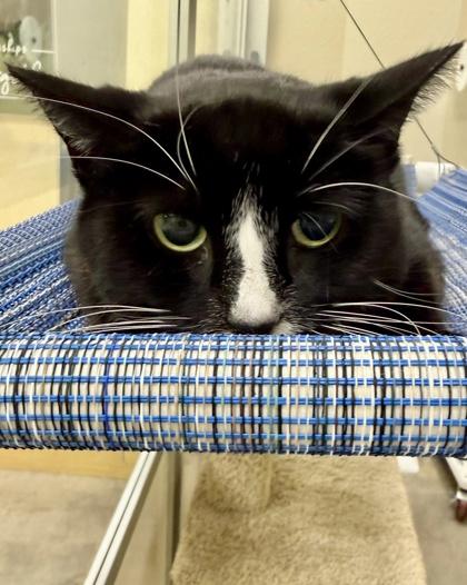 Bently, Adoptable, Young Female Domestic Short Hair & Domestic Short Hair.