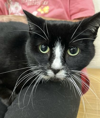 Enlarge Bently, a Adoptable mixed breed in San Diego, CA image 2/3