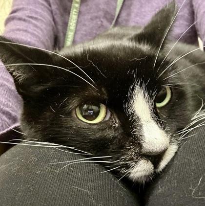 Enlarge Bently, a Adoptable mixed breed in San Diego, CA image 3/3