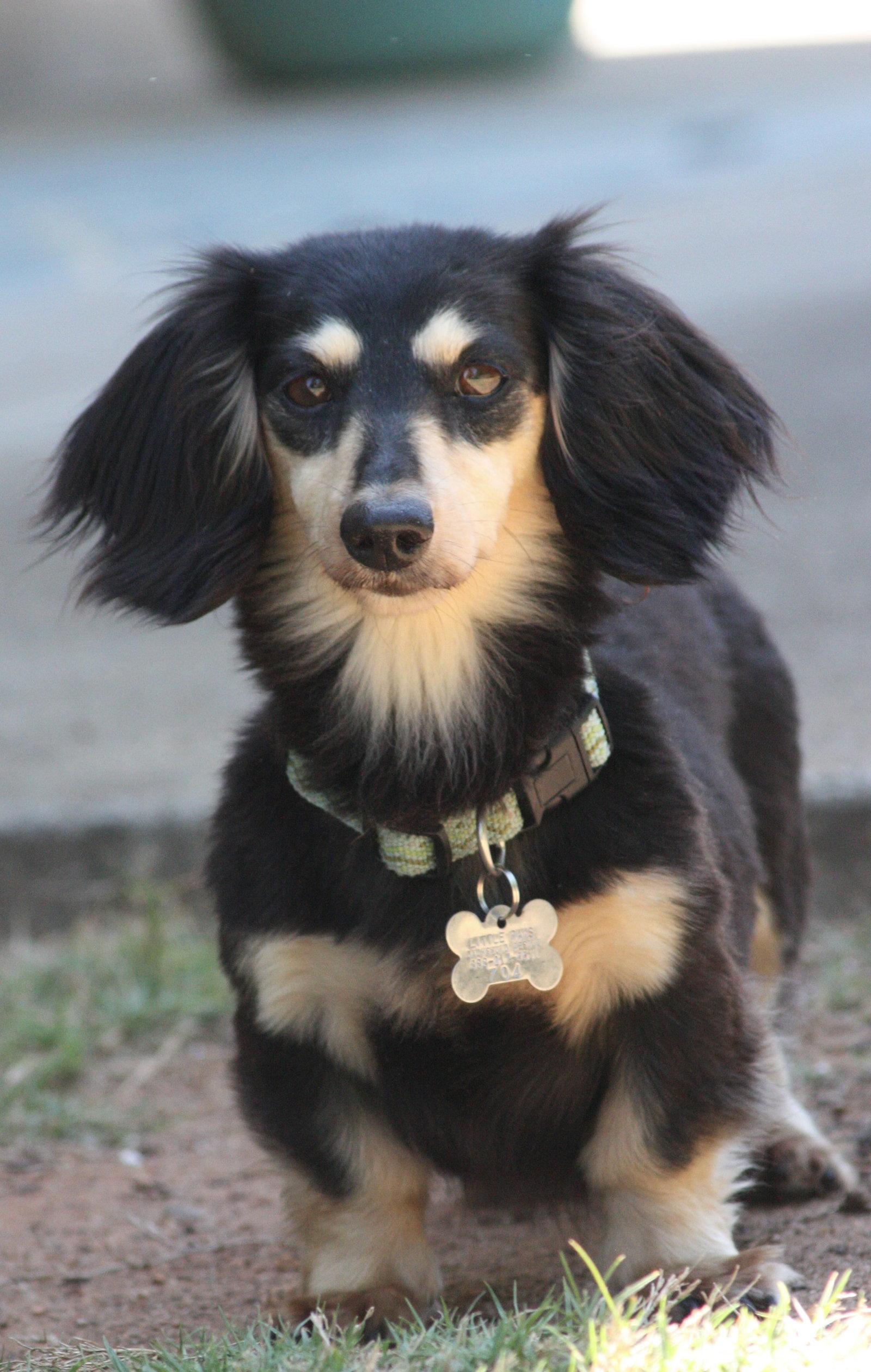 Nutmeg2 (located in Cumming, GA), a Adoptable Dachshund in Cumming, GA image 2/3