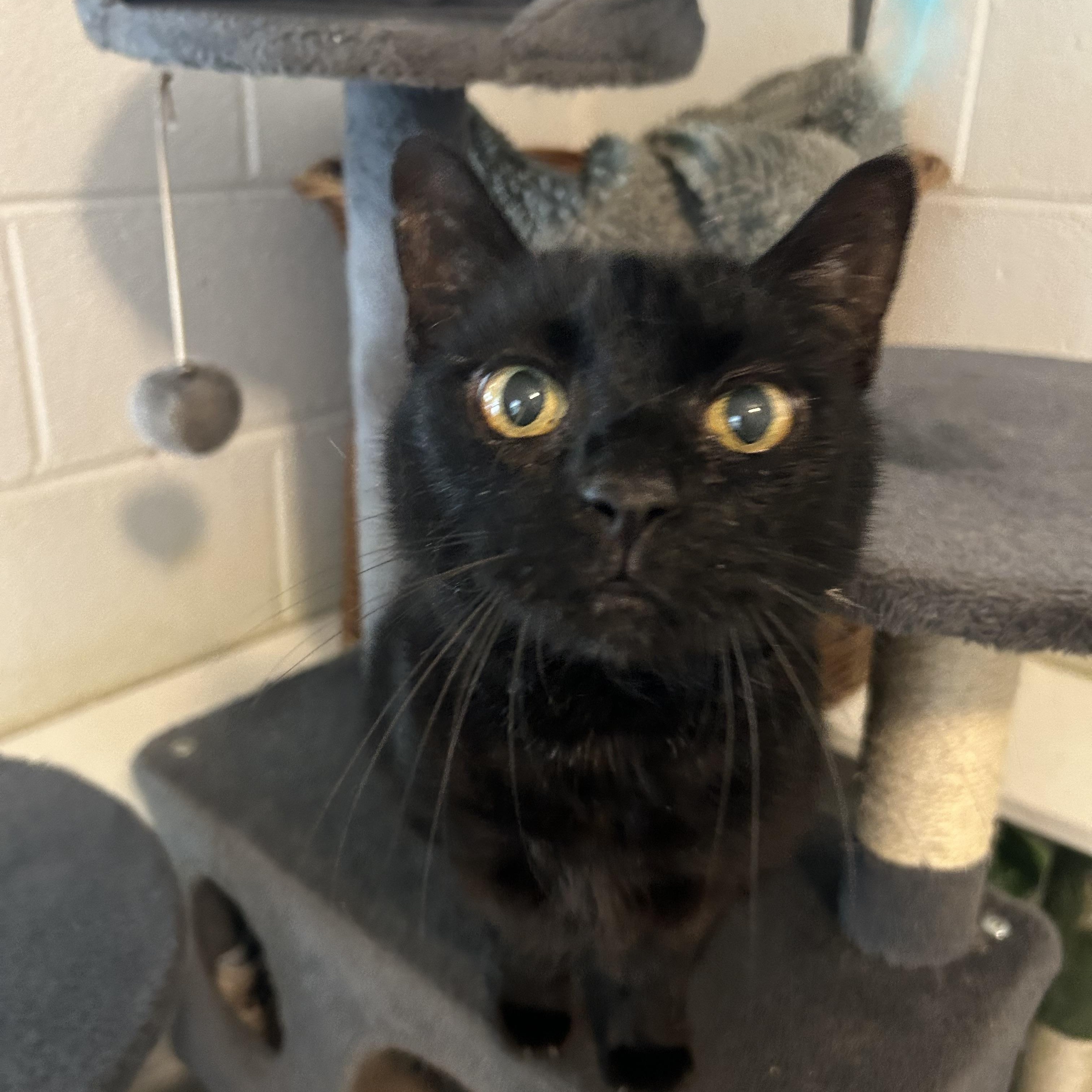 Drama, a Adoptable Domestic Medium Hair in Bryson City, NC image 2/2