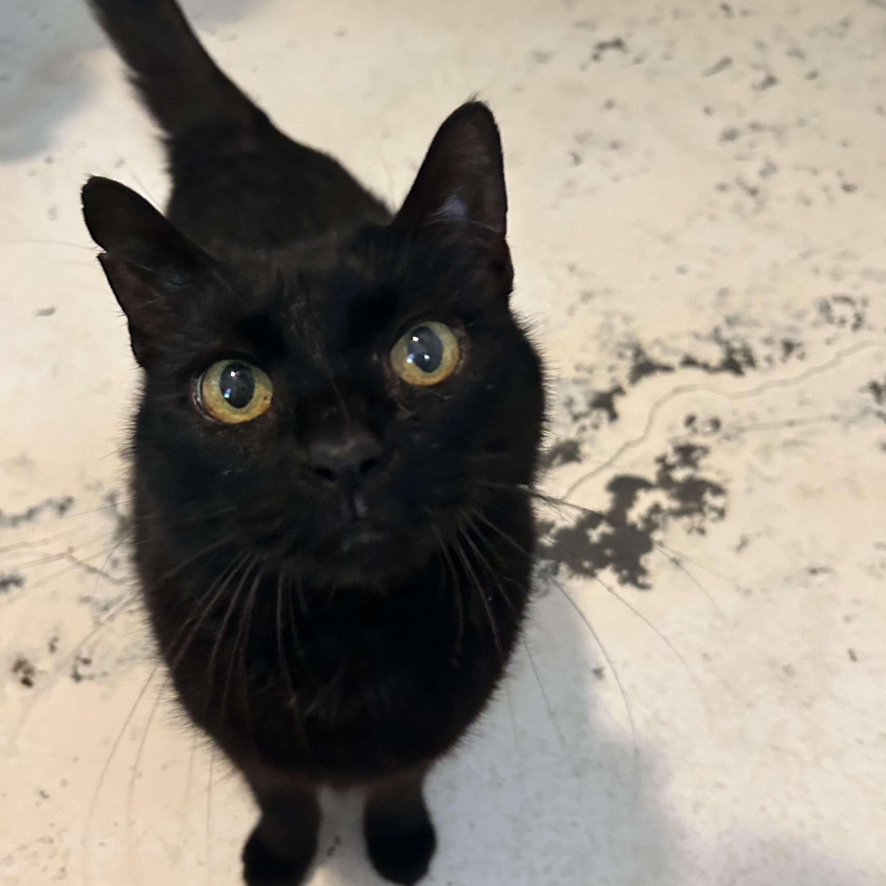 Drama, a Adoptable Domestic Medium Hair in Bryson City, NC image 1/2