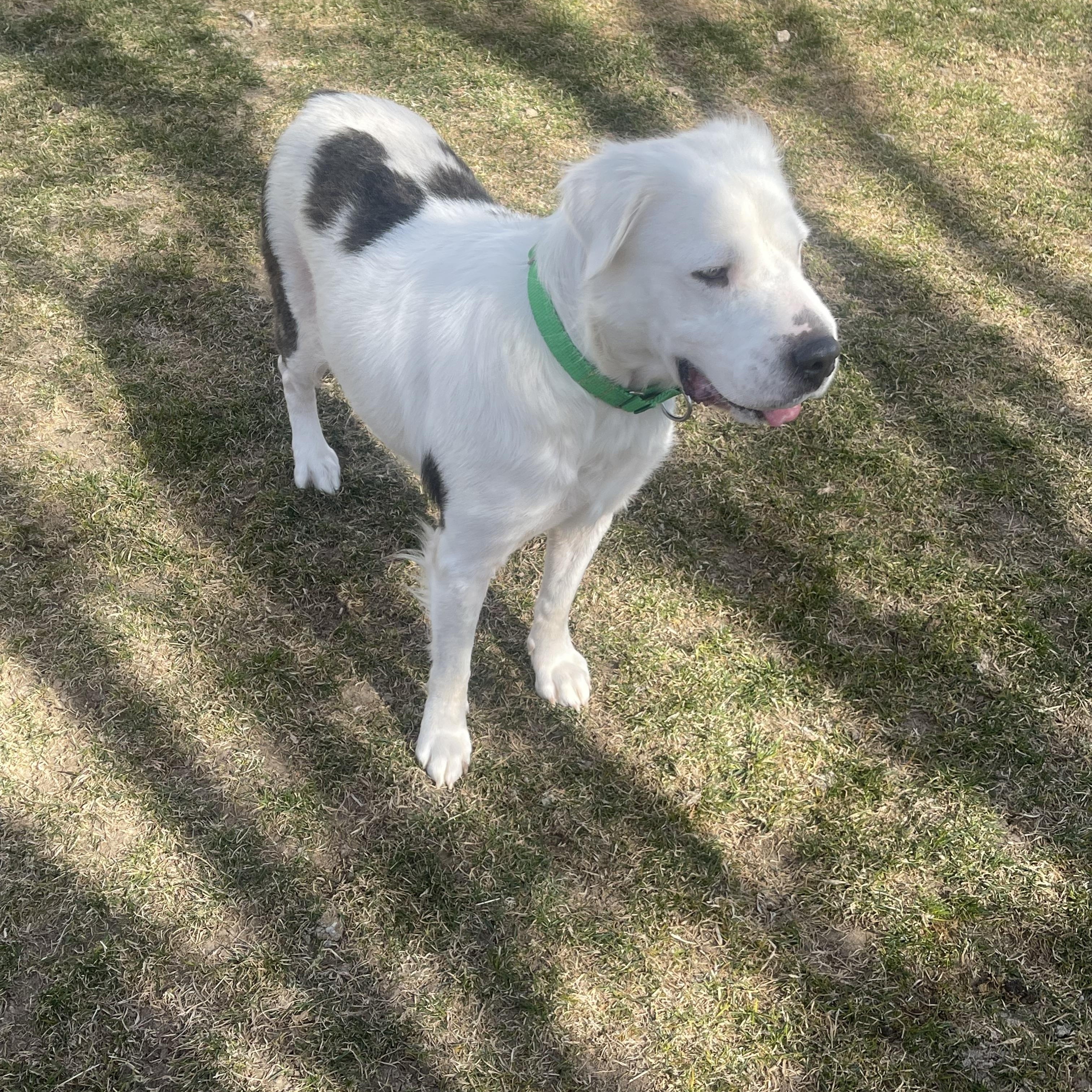 Jaxx, Adult Female Labrador Retriever