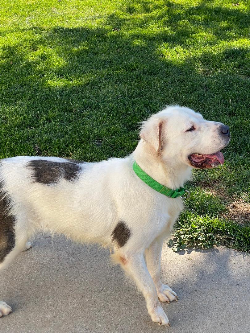 Jaxx, an adoptable Labrador Retriever, Border Collie in Kuna, ID, 83634 | Photo Image 4