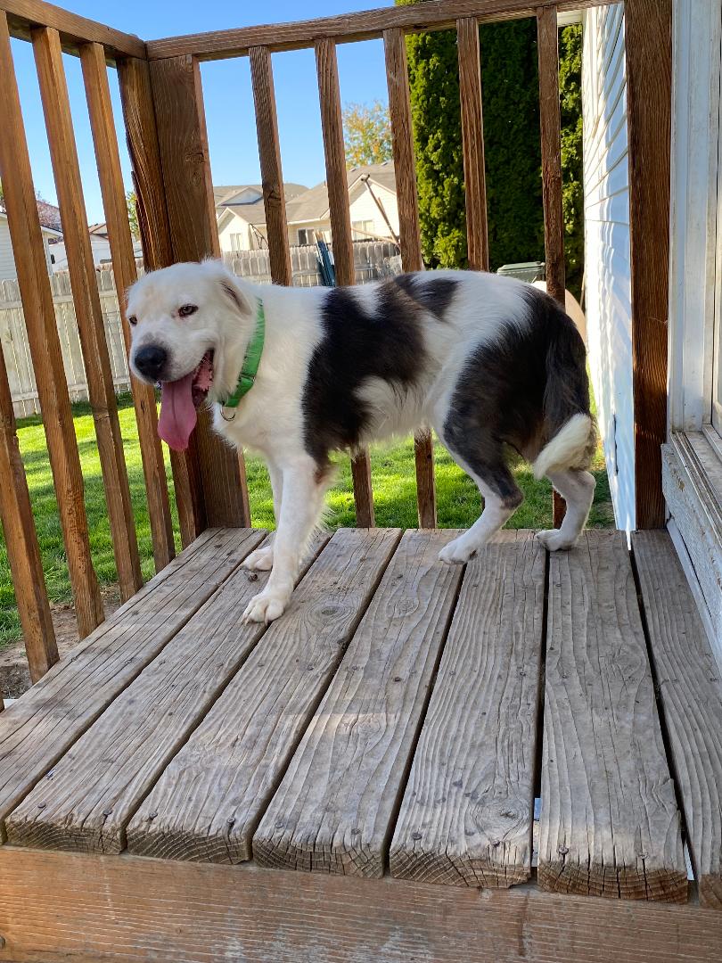 Jaxx, an adoptable Labrador Retriever, Border Collie in Kuna, ID, 83634 | Photo Image 5
