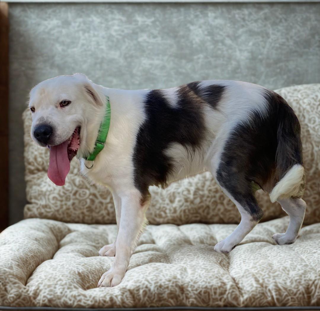 Jaxx, an adoptable Labrador Retriever, Border Collie in Kuna, ID, 83634 | Photo Image 1