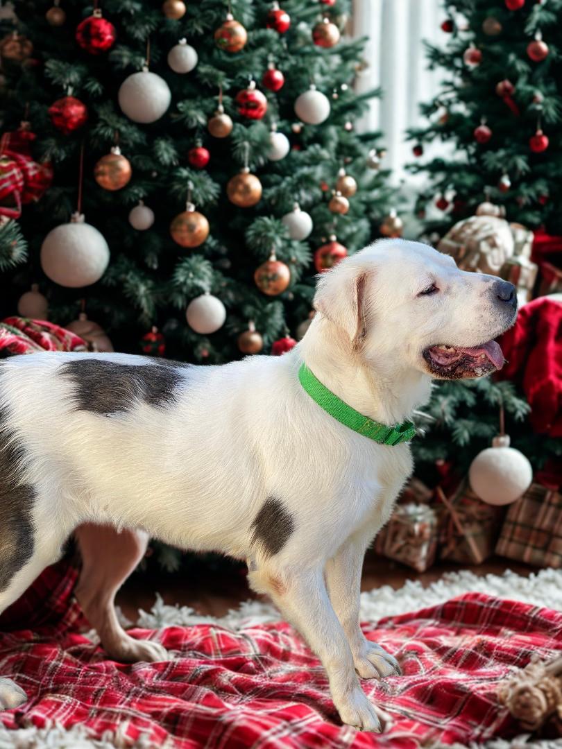 Jaxx, a Adoptable mixed breed in Kuna, ID image 1/3