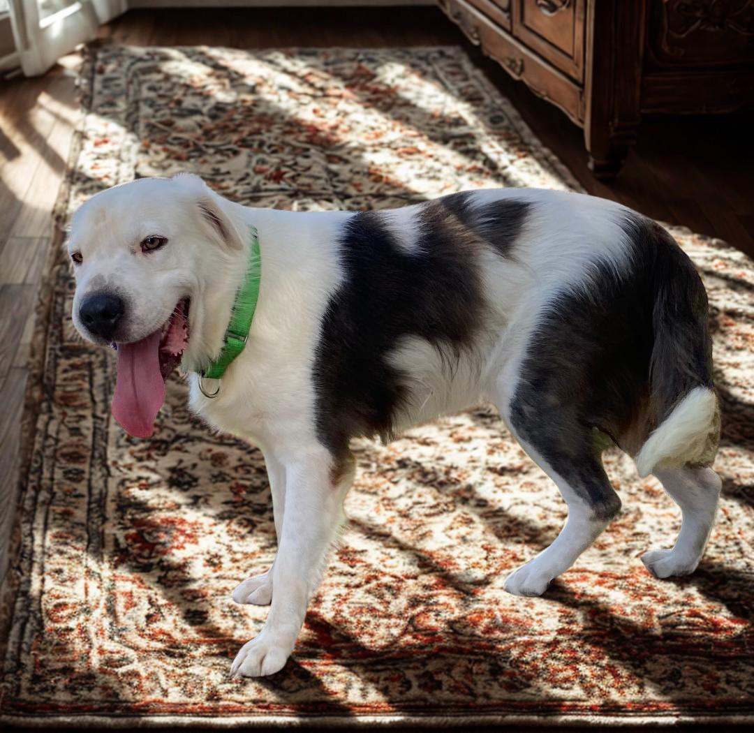 Jaxx, an adoptable Labrador Retriever, Border Collie in Kuna, ID, 83634 | Photo Image 1