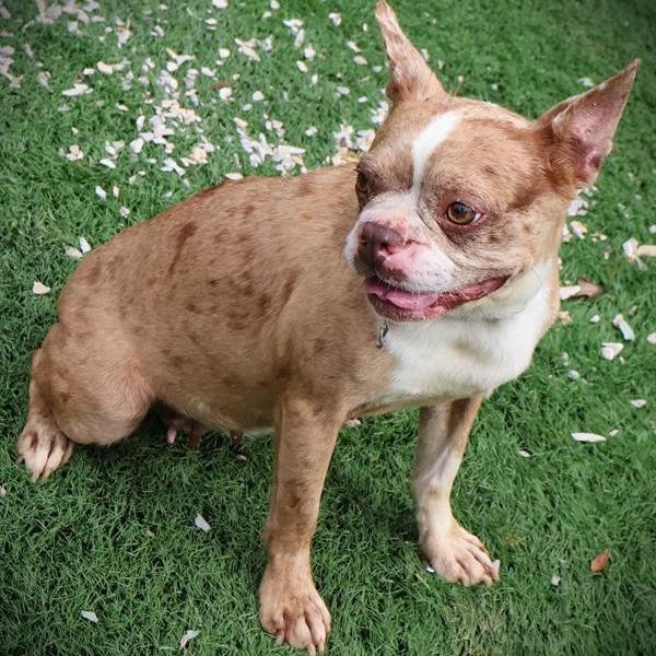 Carla, ADOPTABLE, Adult Female Boston Terrier.