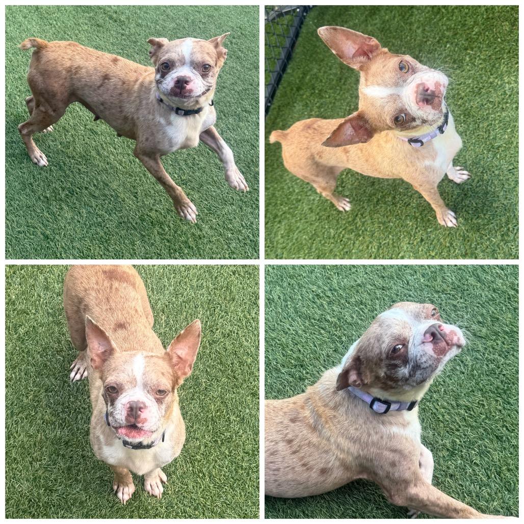 Enlarge Carla, a Adoptable Boston Terrier in Zionsville, IN image 2/3