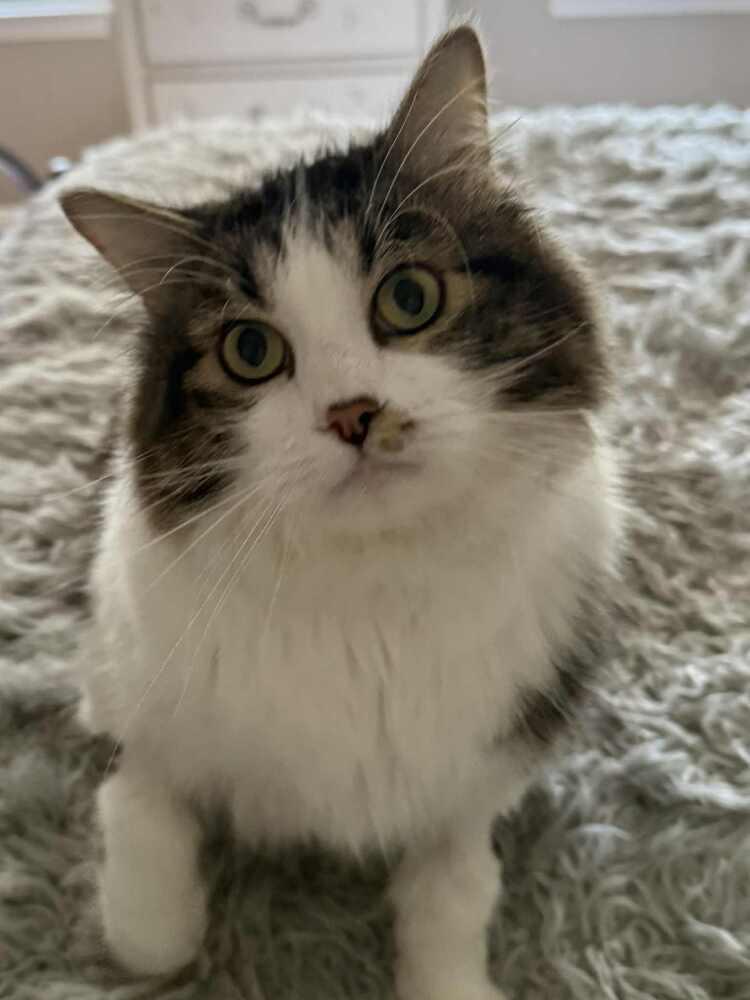 Locust, Adoptable, Adult Male Domestic Long Hair & Tabby.